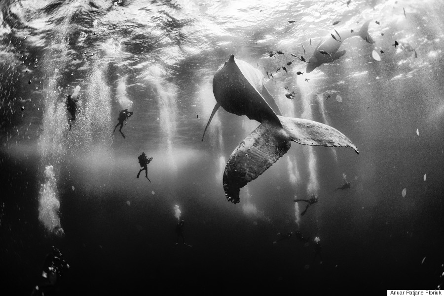 Whale whisperers
