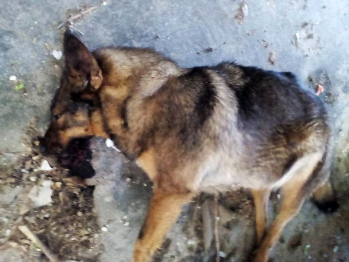 Σε απόγνωση η ΟΠΑΚ – Οκτώ ακόμη σκυλιά νεκρά!!! Επικήρυξη των δολοφόνων