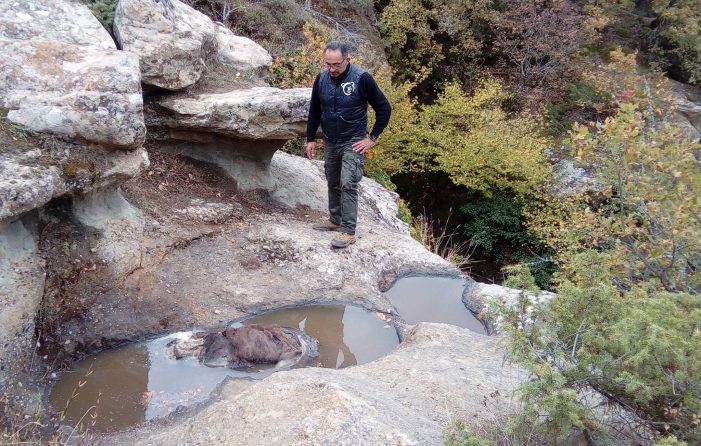 Νεκρή αρκούδα βρέθηκε στην Οινόη