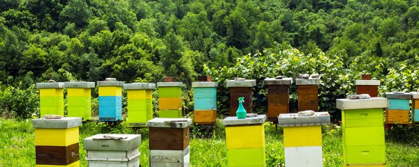 Π.Ε. Καστοριάς: Ενημέρωση Μελισσοκόμων