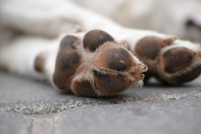 Καστοριά: Νεκρά σκυλιά με τραύματα από σφαίρα και δέσιμο– Επικηρύχθηκε ο δράστης