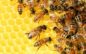 Περιφερειακή Ενότητα Καστοριάς: Προστασία των μελισσών από χημικούς ψεκασμούς