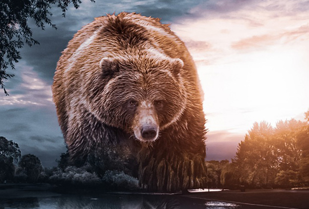 Ορθές πρακτικές περίπτωσης αλληλεπίδρασης με αρκούδα – Οδηγίες από τη Διεύθυνση Δασών Καστοριάς