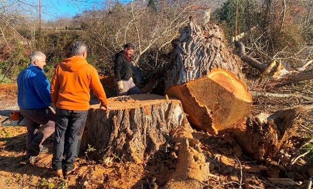 Κοπή δέντρων που παρουσίαζαν επικίνδυνη κλήση από την Περιφερειακή Ενότητα Καστοριάς