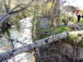 Ολοκλήρωση Εργασιών Απομάκρυνσης Επικίνδυνων Δέντρων από την Π.Ε. Καστοριάς