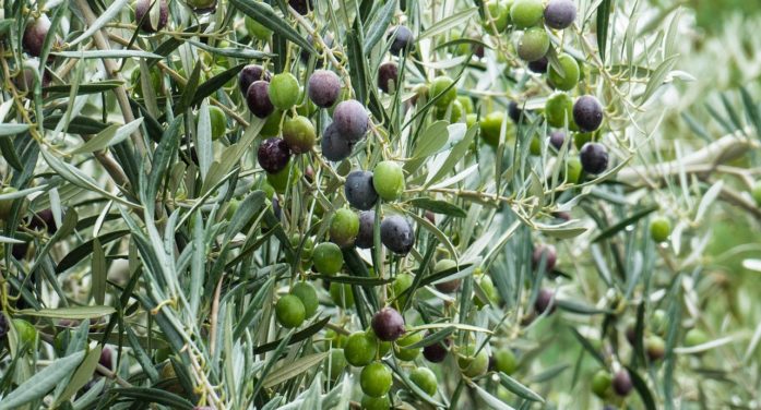 Οδηγός για την προστασία της ελιάς