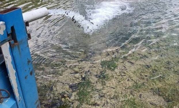 Με συνολικά 150.000 γόνο και νεαρά ιχθύδια Πέστροφας εμπλουτίστηκαν τα Λιμνοφράγμτα της Π.Ε. Καστοριάς