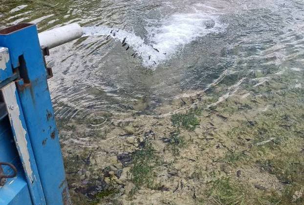 Με συνολικά 150.000 γόνο και νεαρά ιχθύδια Πέστροφας εμπλουτίστηκαν τα Λιμνοφράγμτα της Π.Ε. Καστοριάς
