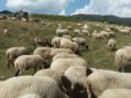 Πρόσκληση υποβολής αιτημάτων στήριξης στο πλαίσιο της Παρέμβασης Π3-73-3.5 «Προστασία, Διατήρηση και Βελτίωση των Γενετικών Πόρων στην Κτηνοτροφία»