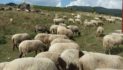 Πρόσκληση υποβολής αιτημάτων στήριξης στο πλαίσιο της Παρέμβασης Π3-73-3.5 «Προστασία, Διατήρηση και Βελτίωση των Γενετικών Πόρων στην Κτηνοτροφία»