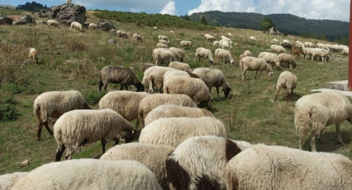 Πρόσκληση υποβολής αιτημάτων στήριξης στο πλαίσιο της Παρέμβασης Π3-73-3.5 «Προστασία, Διατήρηση και Βελτίωση των Γενετικών Πόρων στην Κτηνοτροφία»