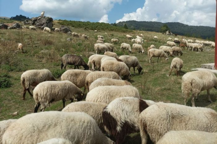 Πρόσκληση υποβολής αιτημάτων στήριξης στο πλαίσιο της Παρέμβασης Π3-73-3.5 «Προστασία, Διατήρηση και Βελτίωση των Γενετικών Πόρων στην Κτηνοτροφία»