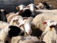 Λήψη μέτρων στην Περιφερειακή Ενότητα Καστοριάς κατόπιν επιβεβαίωσης εστίας Ευλογιάς των αιγοπροβάτων